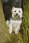 West Highland White Terrier