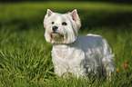 standing West Highland White Terrier