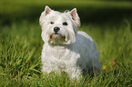 standing West Highland White Terrier