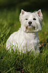 sitting West Highland White Terrier