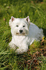 lying West Highland White Terrier