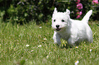 West Highland White Terrier Puppy