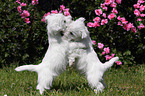 West Highland White Terrier Puppies