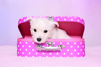 West Highland White Terrier Puppy