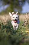 running West Highland White Terrier