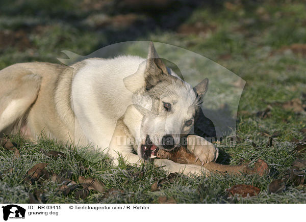 gnawing dog / RR-03415