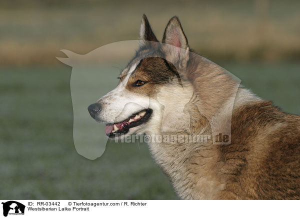 Westsibirscher Laika Portrait / Westsiberian Laika Portrait / RR-03442