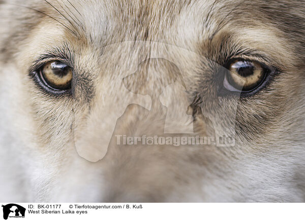 Augen eines Westsibirischen Laika / West Siberian Laika eyes / BK-01177