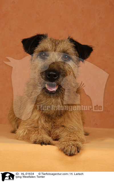 liegender Westfalenterrier / lying Westfalen Terrier / HL-01634