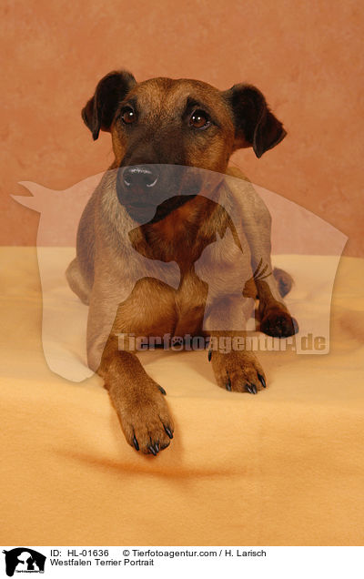 Westfalenterrier Portrait / Westfalen Terrier Portrait / HL-01636