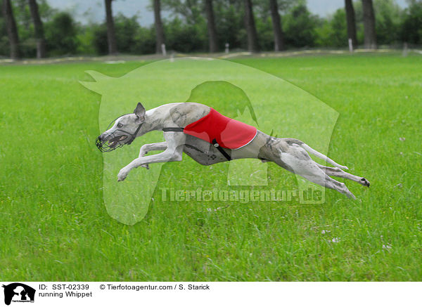 rennender Whippet / running Whippet / SST-02339