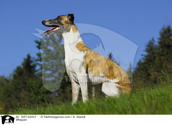 Whippet / Whippet / SST-02421