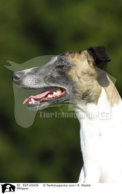 Whippet / Whippet / SST-02426