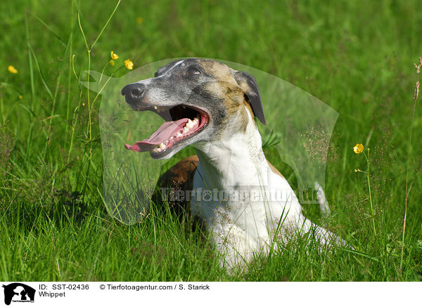 Whippet / Whippet / SST-02436