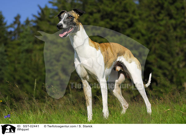 Whippet / Whippet / SST-02441