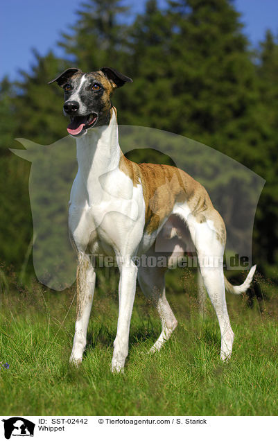 Whippet / Whippet / SST-02442