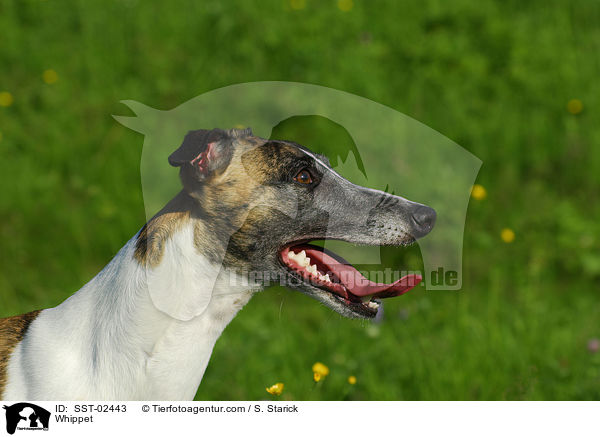 Whippet / Whippet / SST-02443