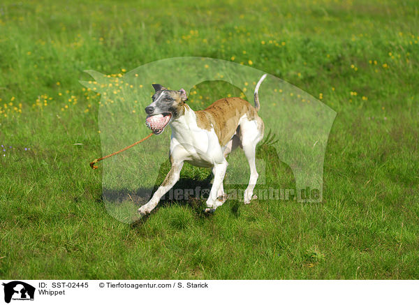 Whippet / Whippet / SST-02445