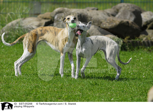 playing Whippets / SST-05288