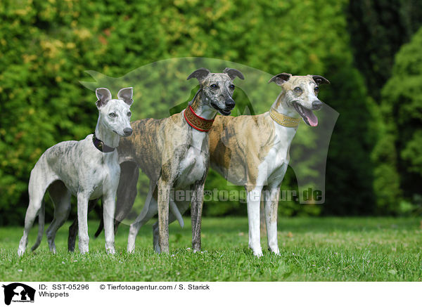 Whippets / Whippets / SST-05296