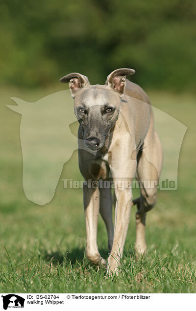 laufender Whippet / walking Whippet / BS-02784