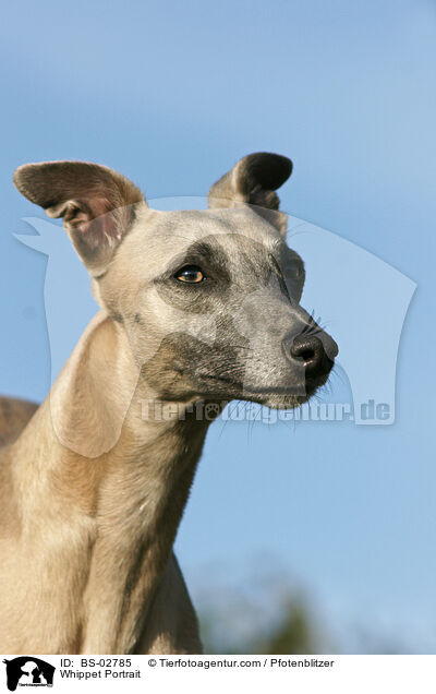 Whippet Portrait / BS-02785