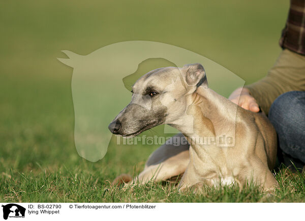 lying Whippet / BS-02790