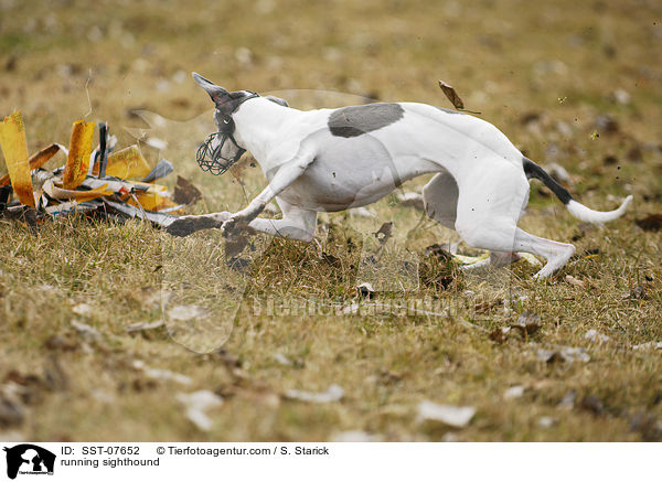 rennender Whippet / running sighthound / SST-07652