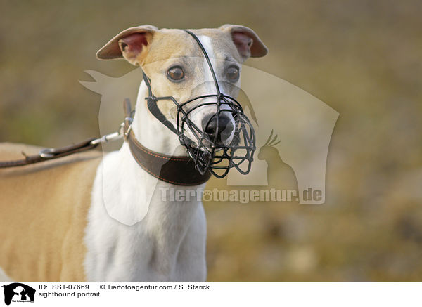 Whippet Portrait / sighthound portrait / SST-07669