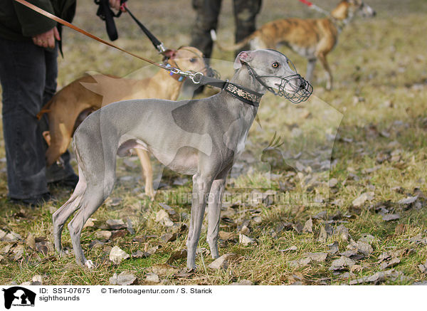 Whippets / sighthounds / SST-07675