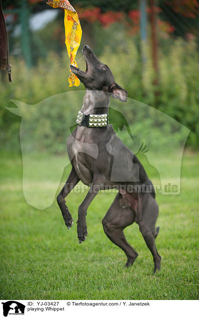 spielender Whippet / playing Whippet / YJ-03427