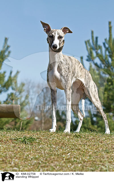 stehender Whippet / standing Whippet / KMI-02758