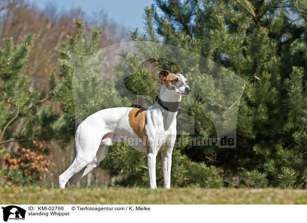 stehender Whippet / standing Whippet / KMI-02766