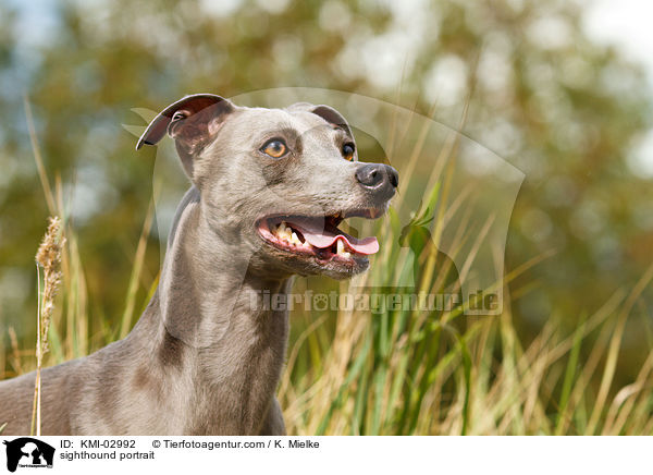 Whippet Portrait / sighthound portrait / KMI-02992