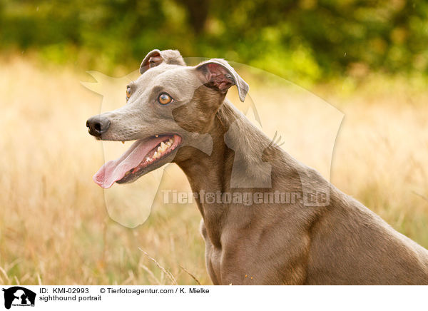 Whippet Portrait / sighthound portrait / KMI-02993