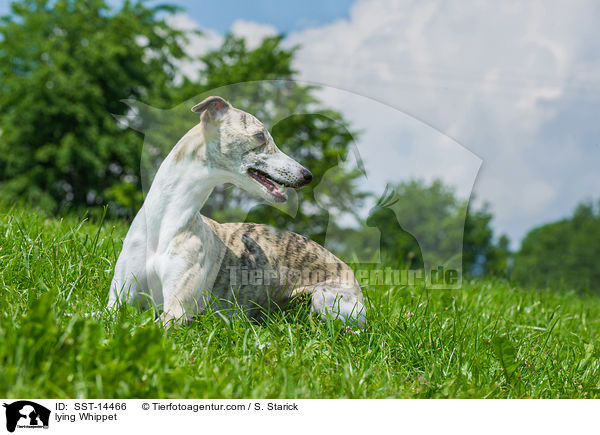 lying Whippet / SST-14466