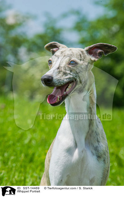 Whippet Portrait / SST-14469