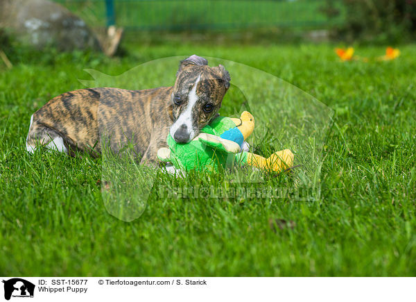 Whippet Welpe / Whippet Puppy / SST-15677