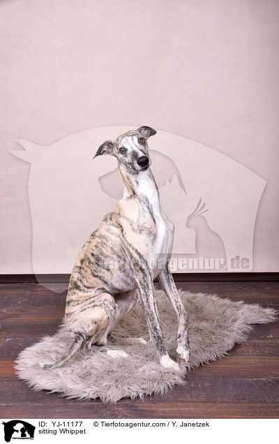 sitting Whippet / YJ-11177