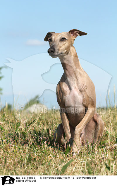sitting Whippet / SS-44865