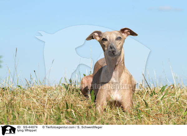 lying Whippet / SS-44874