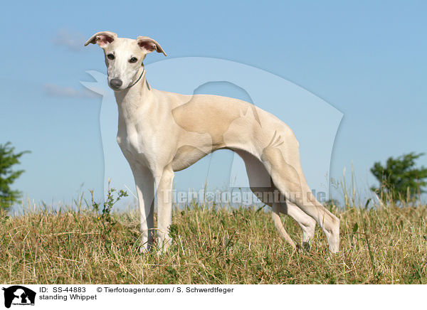 standing Whippet / SS-44883