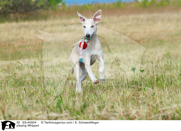 playing Whippet / SS-44904