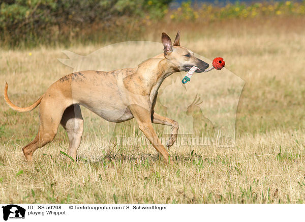 playing Whippet / SS-50208