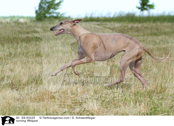 running Whippet / SS-50225