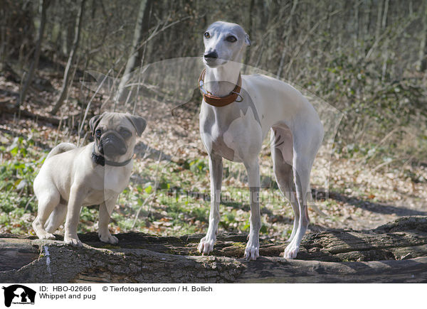 Whippet und Mops / Whippet and pug / HBO-02666