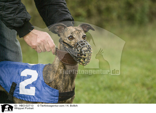 Whippet Portrait / Whippet Portrait / HBO-02713