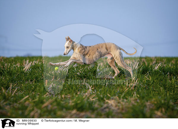 rennender Whippet / running Whippet / MW-09930