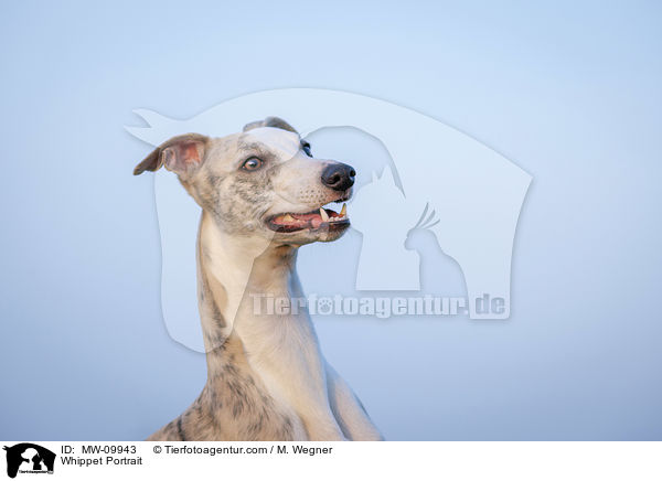 Whippet Portrait / Whippet Portrait / MW-09943