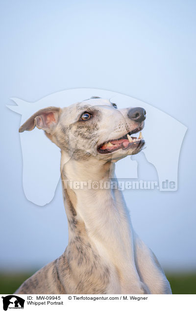 Whippet Portrait / Whippet Portrait / MW-09945